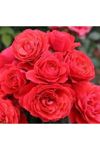 Tüplü Aşılı Cherry Girl Kırmızı Kokulu Yediveren Gül Fidanı