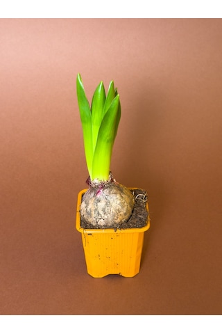 Sümbül Hyacinthus Orientalis 4'lü Set Saksıda Filizlenmiş Form