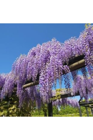 Mor Salkım Fidanı 2 yaş