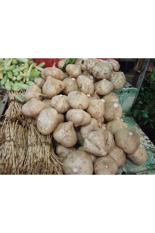 Tatlı Patates Tohumu