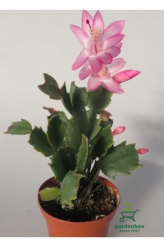 Açık Pembe Renk Schlumbergera Truncata Yılbaşı Çiçeği 1 Adet 10-15cm