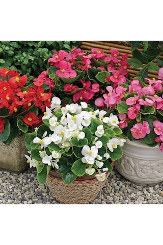 Videolu Şeker Begonya 3 Adet Karışık Renklerde Pembe-kırmızı-beyaz 20-30cm Semperflorens