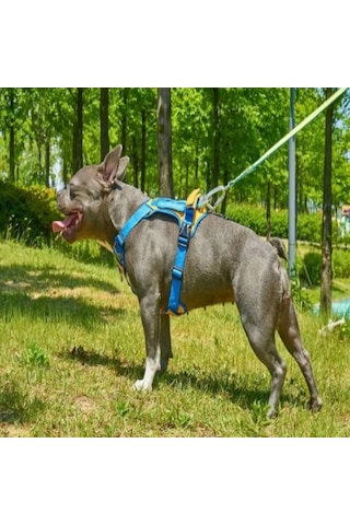 Interlaken Harness Köpek Göğüs Tasması Kırmızı Bej L Bej - Kırmızı