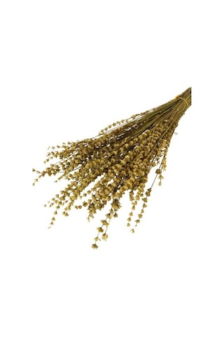 Safran Rengi Hardal Lavanta Demet 40-50 Cm 100 Gr