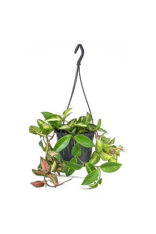 Alacalı Mum Çiçeği (Hoya carnosa Tricolor) - Askılı Saksıda