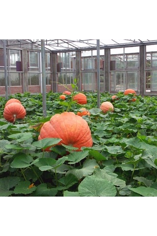 Dev Amerikan Balkabağı Tohumu