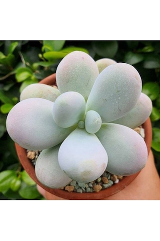 10 Adet Pachyphytum Oviferum Succulent Tohumu