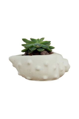Mini Çiçek Saksı Küçük Sukulent Kaktüs Saksısı Deniz Kabuğu Model - Beyaz
