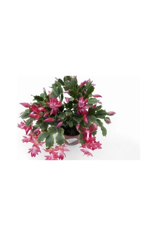Pembe Yılbaşı Çiçeği Fidanı 20-40 Cm Saksılı Çiçekli Bodur Bitkiler Zygocactus