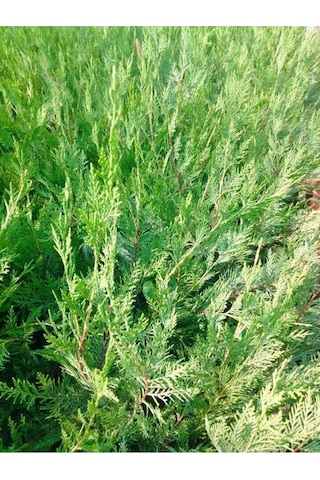 Videolu Soğuğa Dayanıklı 10 Adet Leylandi Çamı Fidanı 15-30cm Tüplü Leyland Cypress Sapling