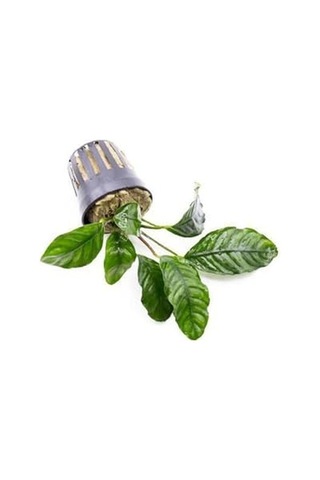 Anubias Coffeefolia Compact Saksı Canlı Bitki