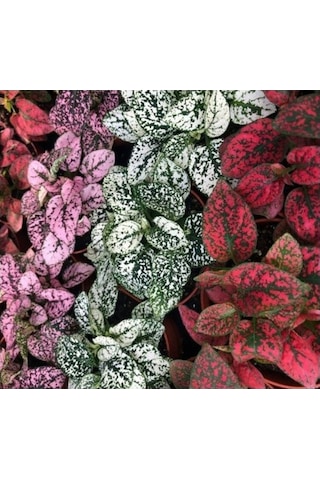 Fittonia Hostes Çiçeği Çilli Yaprak Güzeli Yeşil Mor 10-20 Cm