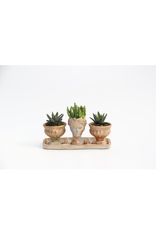 Trio Helen Orange Sukulent Seti - Haworthia Pumila. Huernia