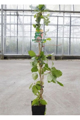 Yayılıcı Duvar Sarmaşığı 4 Adet Tüplü 50-80cm Soğuğa Dayanıklıdır