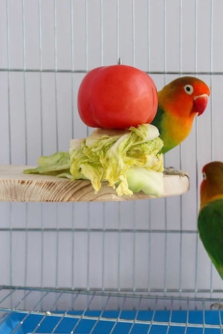 Çeyrek Daire Çivili Kuş Hamster Yemek Mama Tüneği, Uş Mama Tutucu, Doğal Ahşap Kuş Kafesi Tüneği