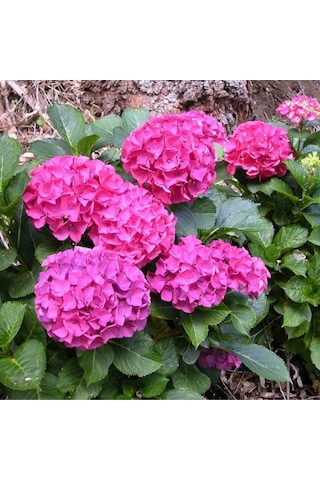 Saksılı Pembe Ortanca Fidanı 40 45 Cm