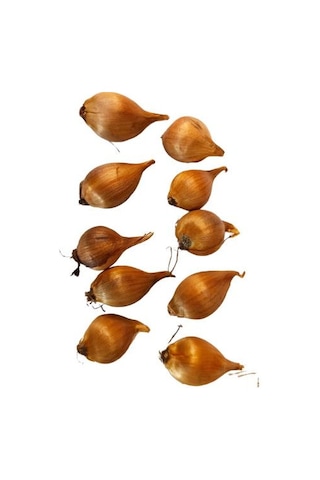 10 (ON) ADET İTHAL İRİS ÇİÇEĞİ SOĞANI MOR RENK (PURPLE SENSATİON)