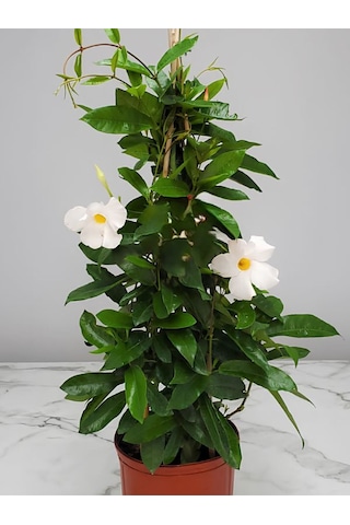 Renkli Mandevilla Sandavilla Sarmaşık Bitkisi 30 60cm Pembe Beyaz Renk Çiçekli