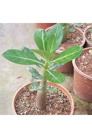 Arabic Adenium Çöl Gülü Çiçeği Fidanı