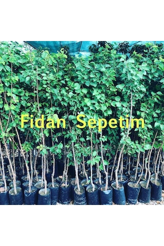 3 Yaş Aşılı Tokaloğlu Kayısı Fidanı