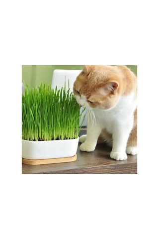 500 Gr Organik Buğday Tohumu Çimi- Kedi Çimi