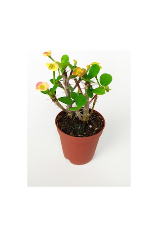 Nadir Bulunan Ebruli Çiçekli Dikenler Tacı Euphorbia Miili Mini KaktüsKral Tacı Dikenli Taç 5.5 CM Saksıda Özel Tür