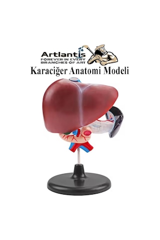 Karaciğer Anatomi Modeli 1 Adet Karaciğer Pankreas Ve Oniki Parmak Bağırsağı Maketi Anatomik Model Deney Bilim Tıbbi Model