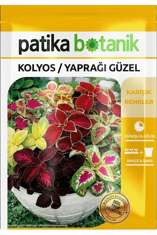 100 Adet Kolyos / Yaprağı Güzel Çiçek Tohumu