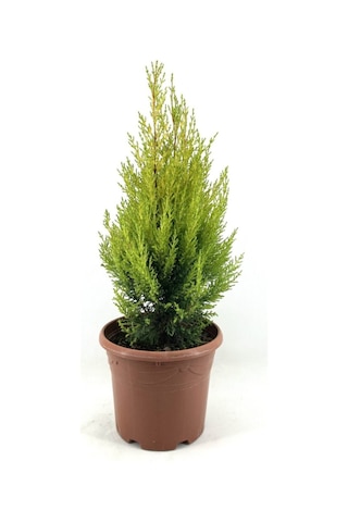 Videolu Ithal Limoni Servi Fidanı 3 Adet 30-50cm Saksılı/ Tüplü Cupressus Macrocarpa