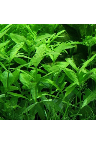 Hygrophila Polysperma Zeytin Akvaryum Bitkisi 5 Dal