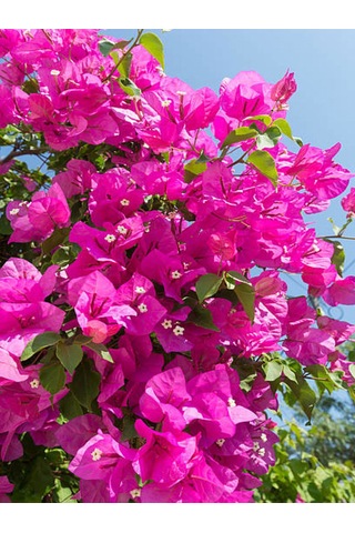 Pembe Renkli 1 Adet Çiçekli Bodur Begonvil Çiçeği Bougainvillea