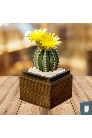 Kaf Ahşap Dekoratif Mini Saksı / Küp / Kahverengi