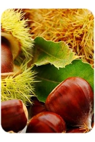 "2 Yaşında Kestane Ağacı Castanea Sativa Fidanı