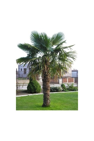 Telli Palmiye Tohumu - Trachycarpus Fortunei 10 Adet Tohum