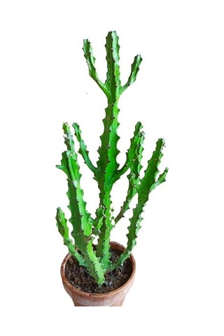 Euphorbia Najuneranatanii - 90 Cm