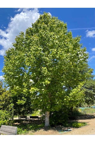 Favori Ürün Çınar Ağacı Fidanı Doğu Çınarı 80 90 Cm 4 Adet Tüplü Dış Mekan Platanus Orientalis