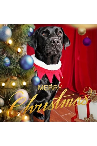 Elmpaly Koyu Yeşil Xs Evcil Hayvan Atkısı Yünlü Tüylü Çanlı Tüm Mevsimler Kedi Köpek