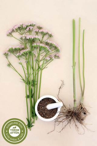 Bursa Uludağ'ın Yorgun Zihinlere Nefes Aldıran Şifası Kediotu Kökü Valeriana Officinalis 55gr
