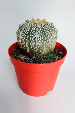 Astrophytum Asterias Super Kabuto Koleksiyon Kaktüs 8.5 Cm Kırmız 1 Adet