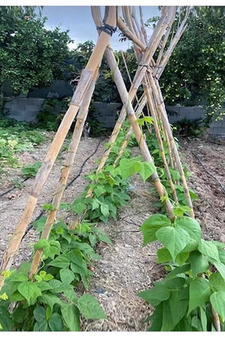Bitki Destek Çubuğu 10 Adet 150 Cm