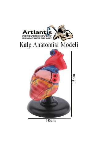 Kalp Modeli 2 Parça 1 Adet Gerçek Boy Kalp Anatomisi Modeli İnsan Kalp Modeli Renkli Bilim Deney Malzemesi