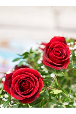 Kırmızı Gül 2 Adet Saksılı 40-60cm Aşılı Gül Bahçe Bitkisi Red Roses