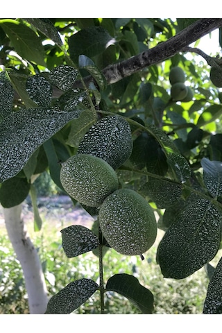 Kaokil Kaolin Kili 25 Kg