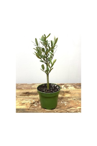Bonsai Zeytin Fidesi 25 50 Cm 1 Adet Tüplü Dış Mekan Bitkisi