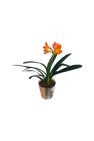Clivia Miniata Klivya Çiçeği Çiçeksiz