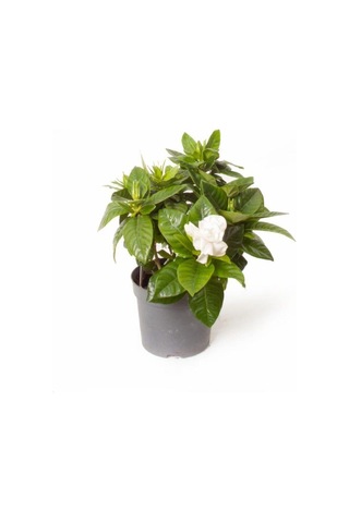 Videolu Anneler Gününe Özel Gardenya Tomurcuk 20 40 Cm 1 Adet Saksılı Iç Mekan Bitkisi Gardenia