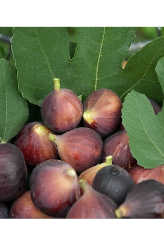 Dürdane Bursa Siyah İncir Fidanı