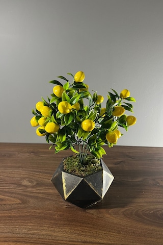 Eskitme Boyalı Geometrik Beton Saksıda Limon Ağacı 35cm Sarı-siyah
