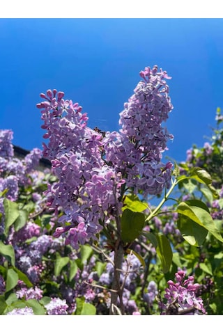 Videolu Leylak Fidanı 50 -60 Cm Saksılı/tüplü Dış Mekan Sarmaşık Bitkileri Lilac