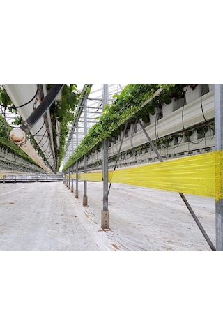 Roll Trap Sarı Rulo Yapışkanlı Si Nek Tuzağı 15 Cm X 50 M